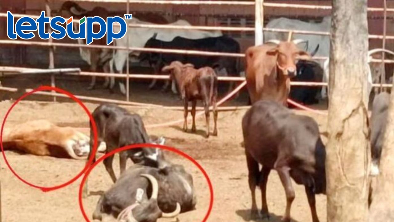 हिंदुत्वाचे सोंग आणि ढोंग म्हणायचं ते यालाच… Gai