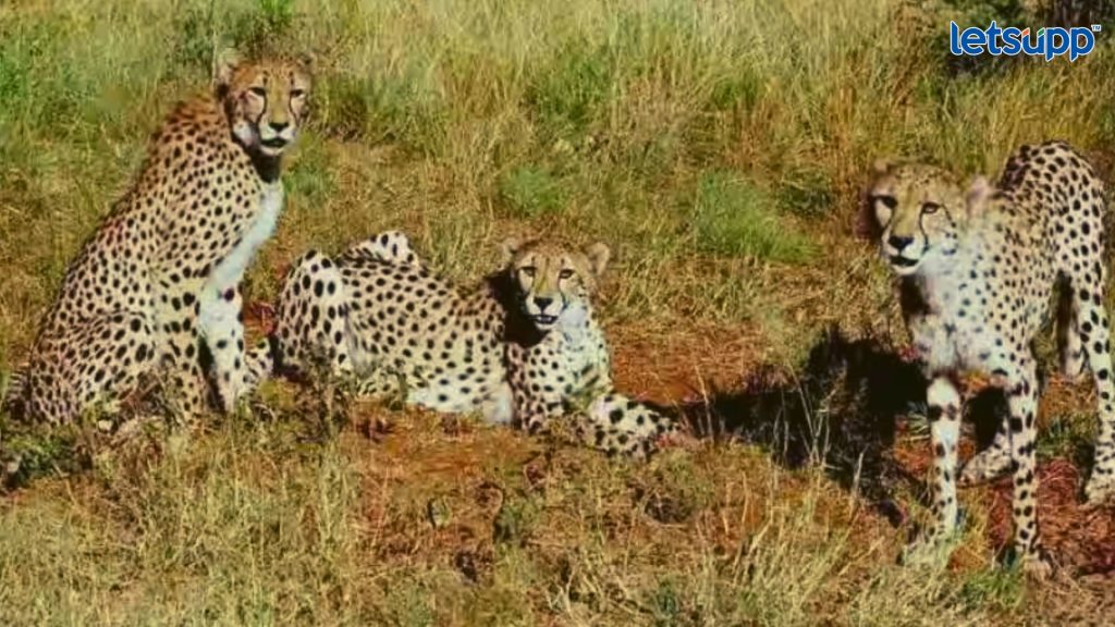 Important Update Regarding Shreyas Iyer Fitness Has Come Out (39)