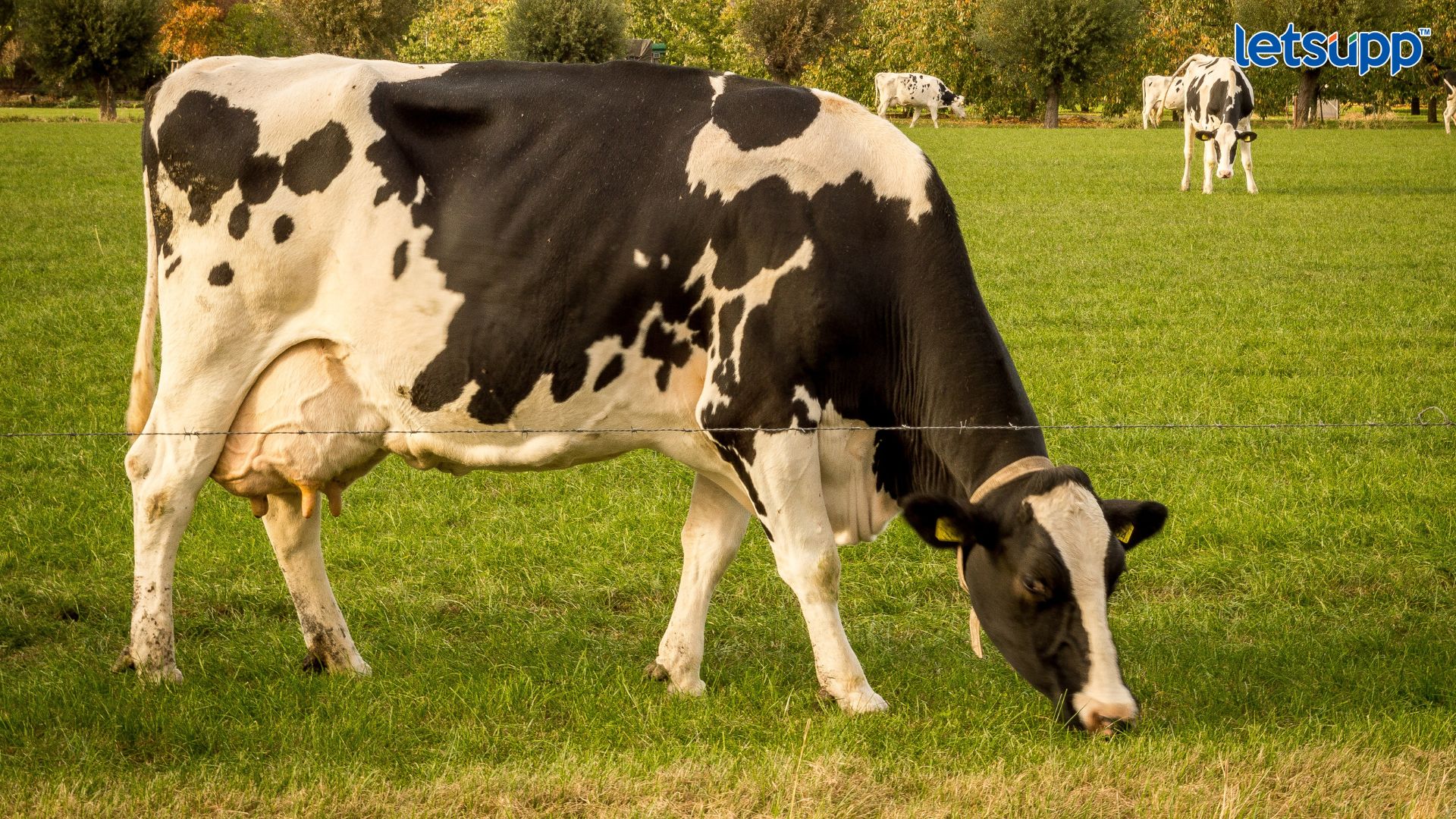 Kolhapur : कणेरी मठावर पंचमहाभूत सोहळ्या दरम्यान 52 गायींच्या मृत्यूने खळबळ Important Update Regarding Shreyas Iyer Fitness Has Come Out (72)