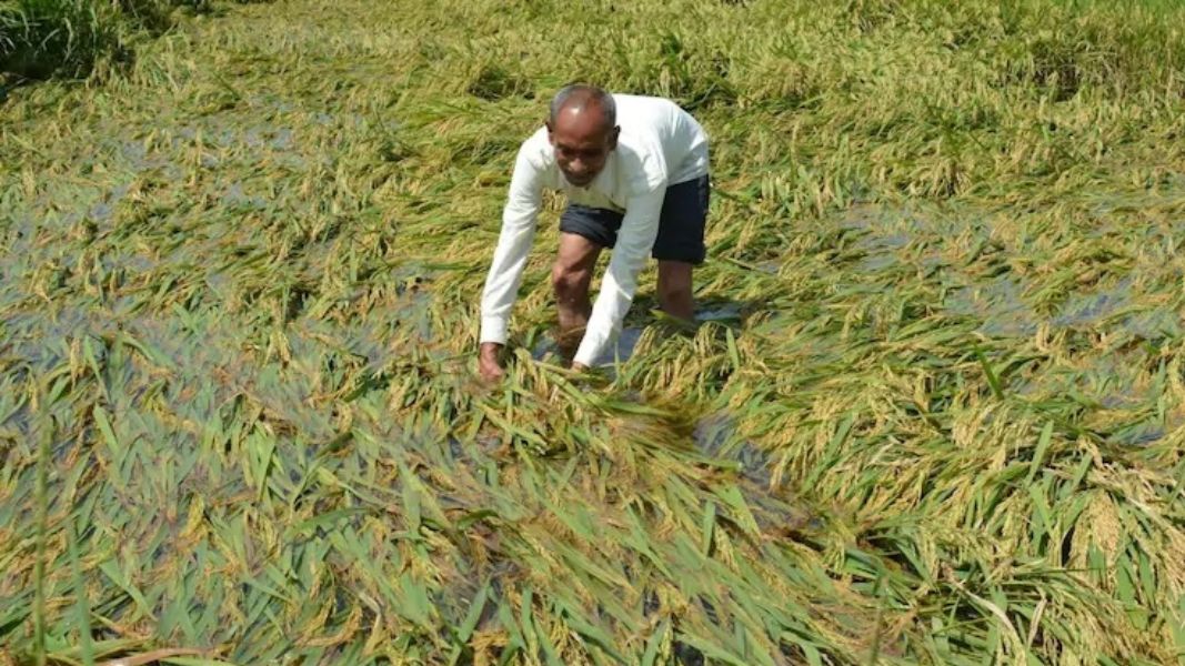 राज्यात अवकाळीचा कहर, उभी पिकं जमीनदोस्त, शेतकरी पंचनाम्याच्या प्रतीक्षेत 4