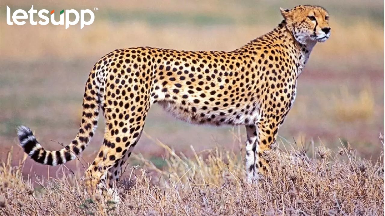 Namibian Cheetah Died : मोदींच्या वाढदिवसानिमित्त नामिबियातून आणलेल्या चित्त्याचा मृत्यू
