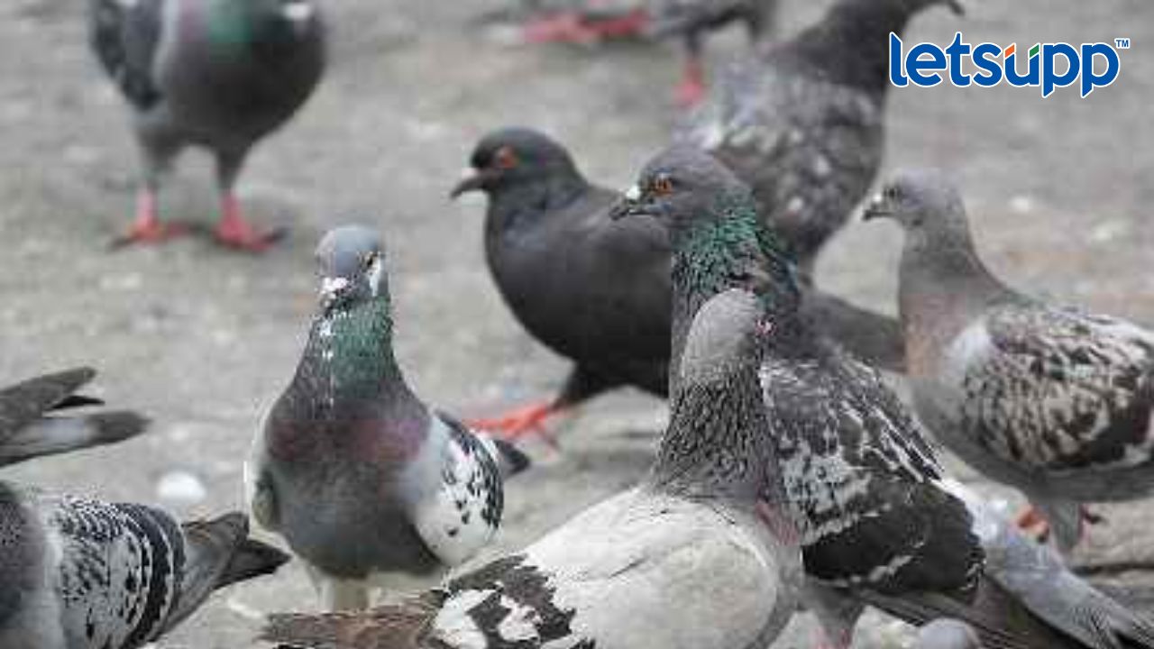 पक्षीप्रेमी पुणेकरांनो सावधान! पारव्यांना दाणे टाकल्यास 500 रुपये दंड Pigeons