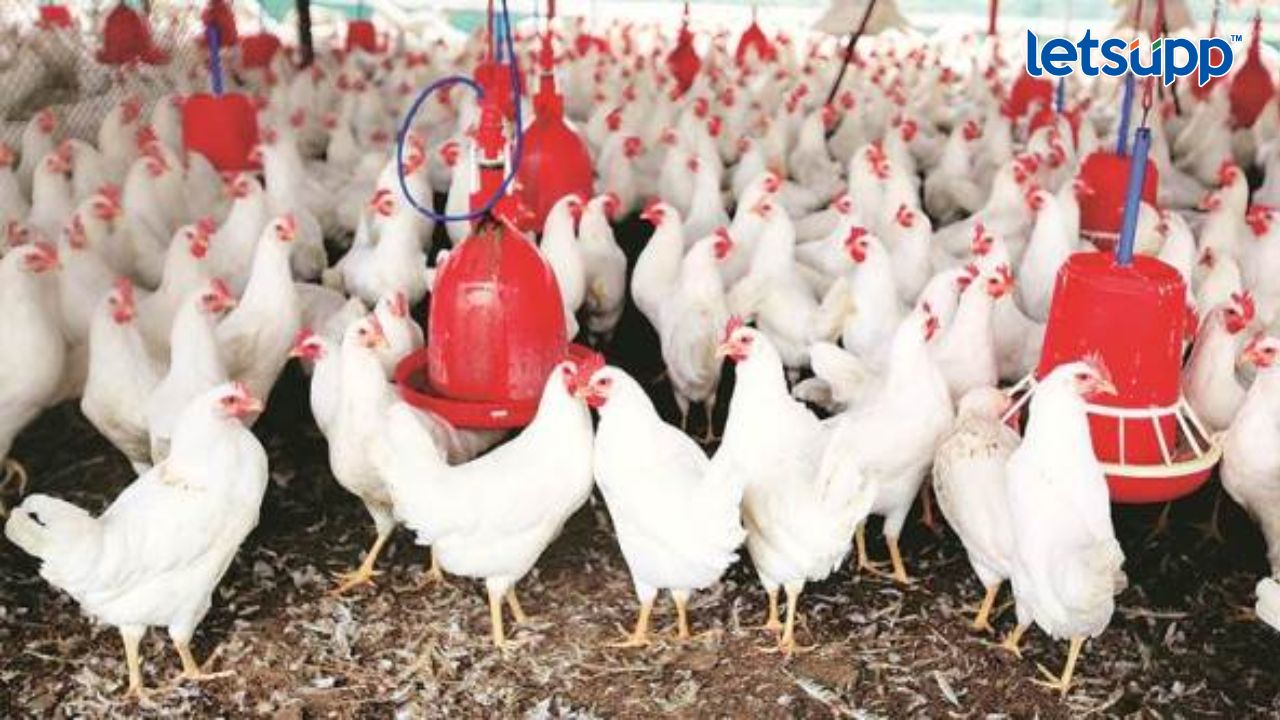 कुक्कुटपालन अनुदान योजना Poultry