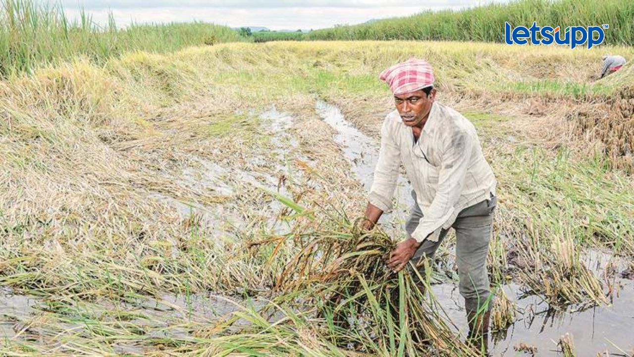 Maharashtra Rain : राज्यात अवकाळीने पिकांचं मोठं नुकसान, बळीराजाचा पाय खोलात Rain 1