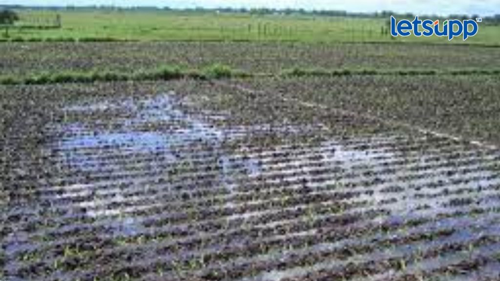 Rain 12