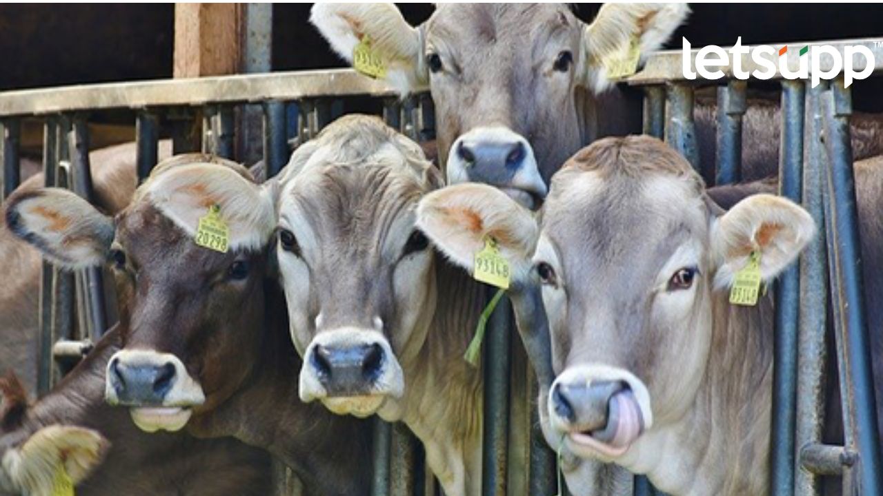 Untitled Design   2023 03 23T202441.684