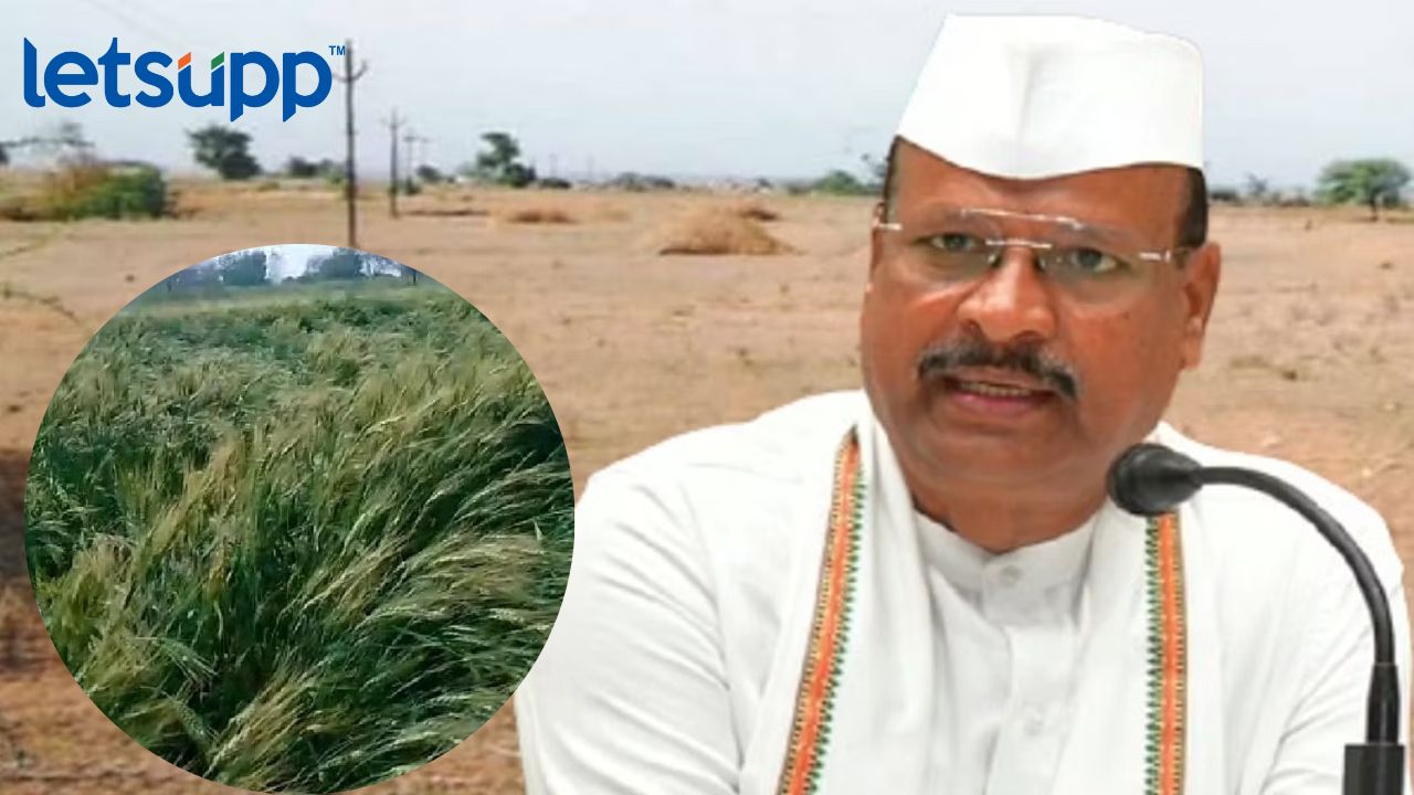 Abdul Sattar : नुकसानग्रस्त शेतकऱ्यांच्या पिकांचे पंचनामे होणार, कृषीमंत्र्यांचं अश्वासन Abdul Sttar