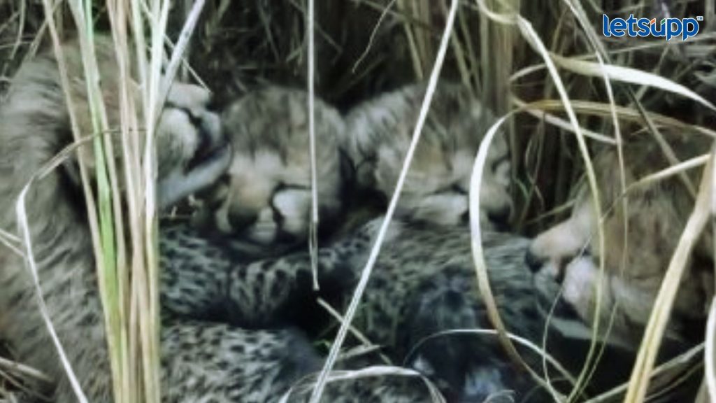 Cheetah