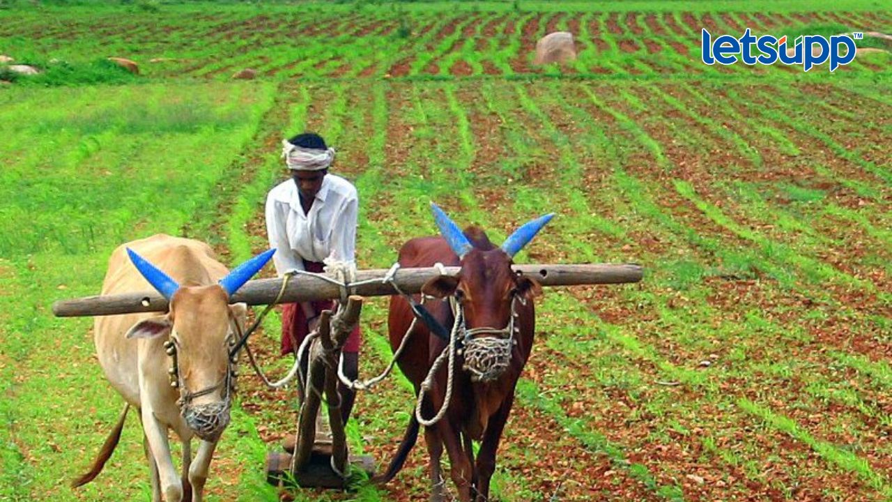 NDA सरकारचं शेतकऱ्यांना गिफ्ट; भात, कापसासह 14 पिकांच्या एमएसपी दरात मोठी वाढ