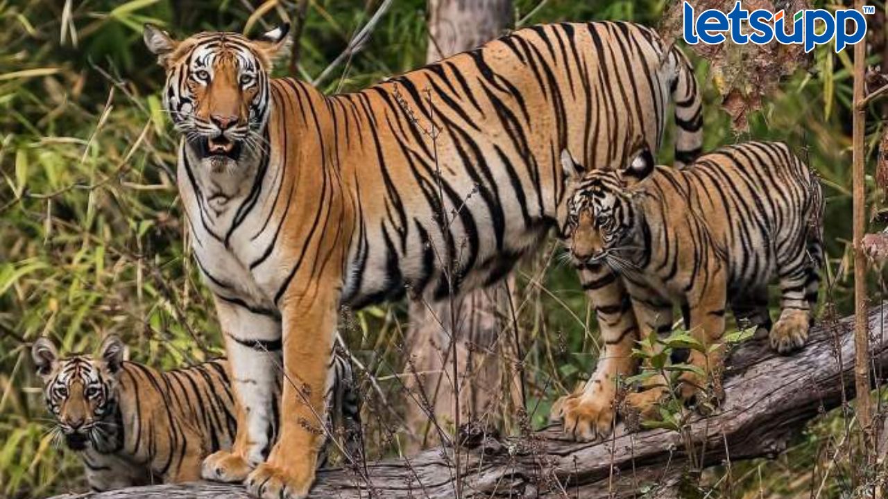 Maharashtra Tiger: राज्यात वाघांच्या संख्येत मोठी वाढ, कोणत्या जिल्ह्यात किती वाघ? Untitled Design (3)