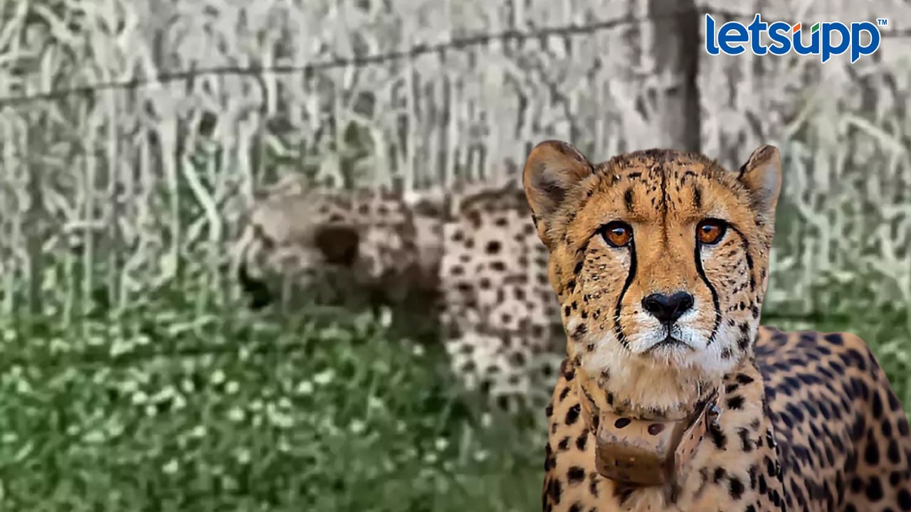 नामिबियातून आणलेला चित्ता गावात घुसला, गावकऱ्यांमध्ये दहशत Cheetah