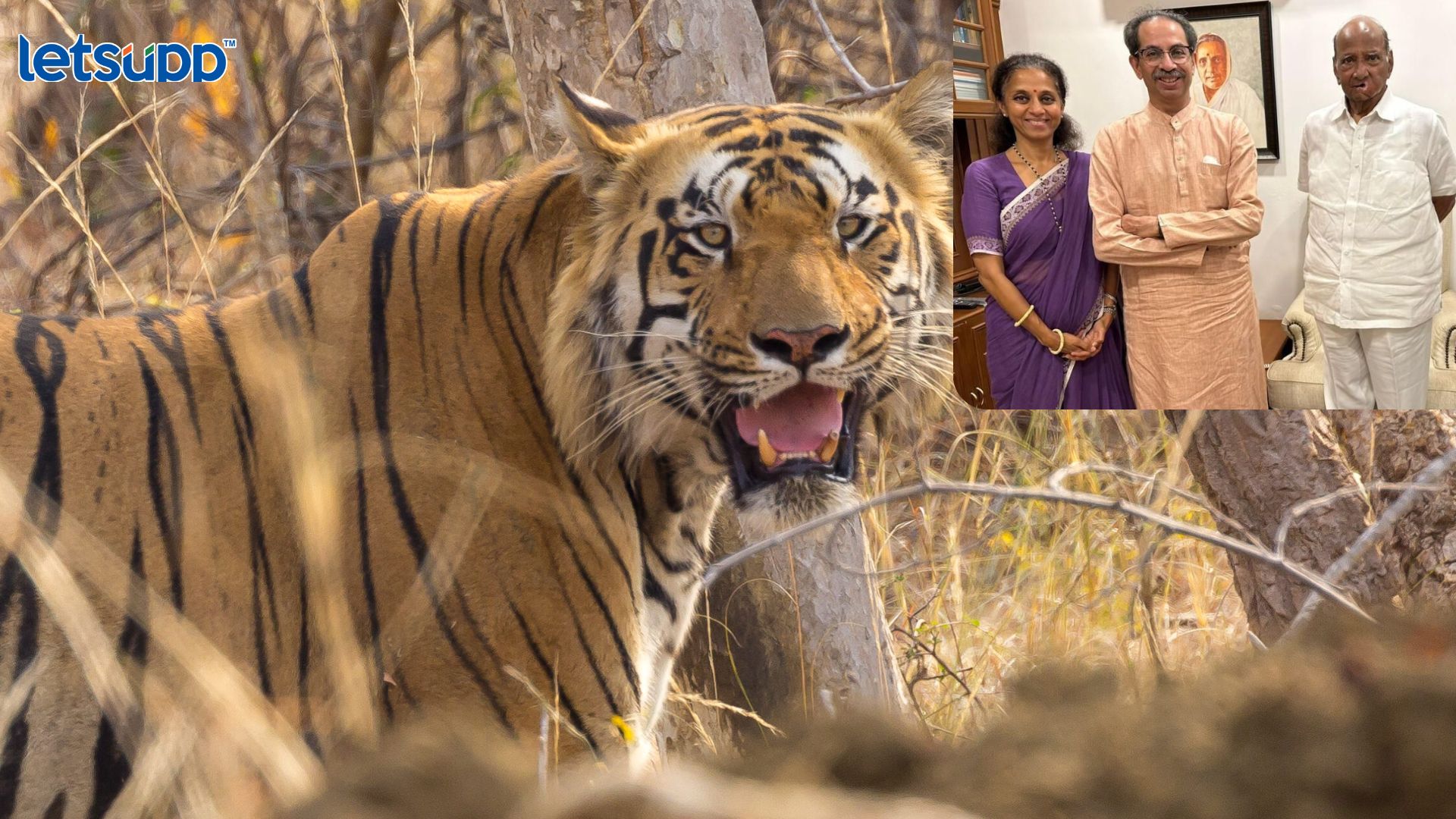 राजकीय वर्तुळाला चिंता मविआची; मात्र, पवार-ठाकरेंमध्ये चर्चा ताडोबाच्या वाघांची Important Update Regarding Shreyas Iyer Fitness Has Come Out (59)