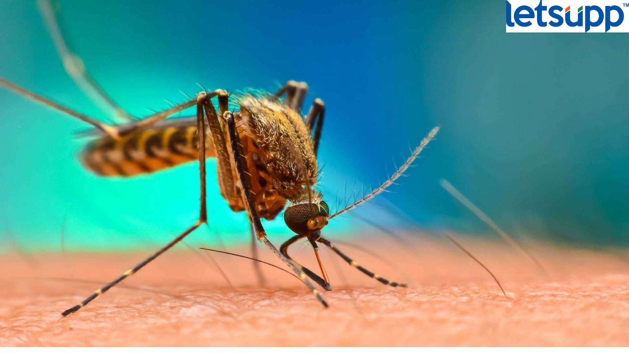 World Malaria Day : कसा फैलावतो मलेरिया, डेंग्यूपेक्षा किती वेगळा? काळजी घ्या अन् सेफ राहा