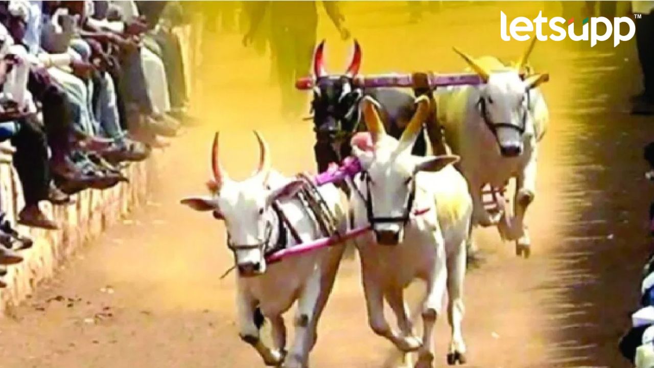 Bullock Cart Racing : भिर्रर्र… ! बैलगाडा शर्यतीवर ‘सर्वोच्च’ निर्णय : ग्रामीण भागात आनंदाचं वातावरण Untitled Design (2)