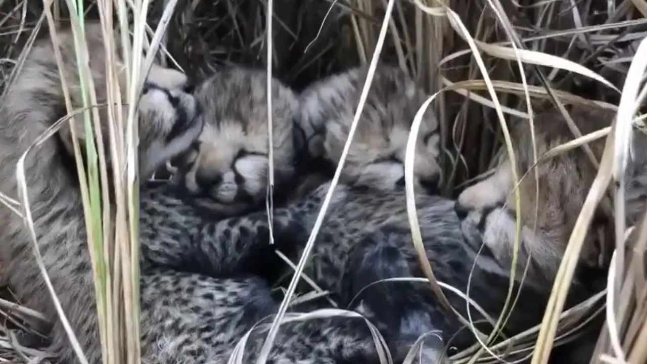 Kuno National Park : चित्त्यांना भारत मानवेना! दोन दिवसांत तीन बछड्यांचा मृत्यू Cheetah