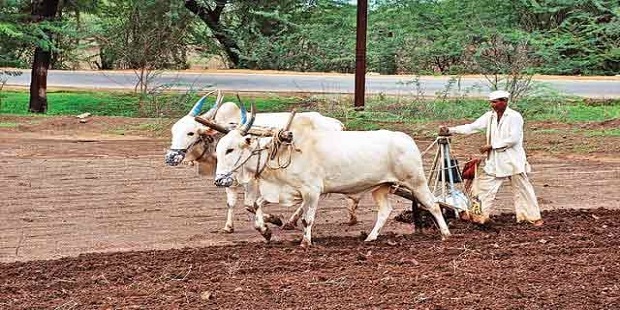 CM Eknatha Shinde : शेतकऱ्यांनो पेरणीची घाई करू नका, आगोदर ‘हे’ काम करा Farmer Kharif