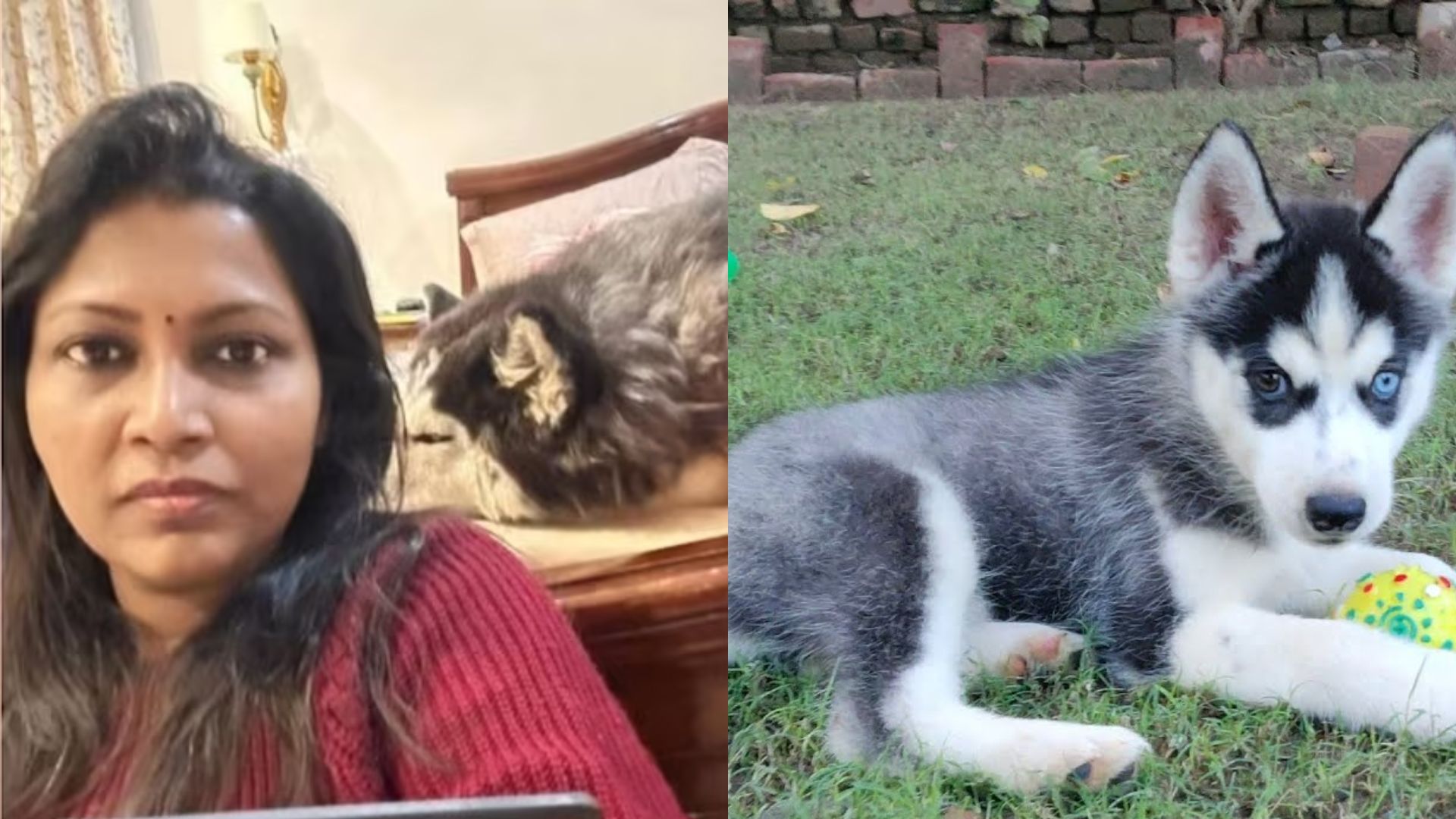 आयुक्तांचा कुत्रा गायब झाला अन् आख्खी पोलीस यंत्रणा कामाला; अथक परिश्रमानंतर शोधमोहिमेला यश Dog News