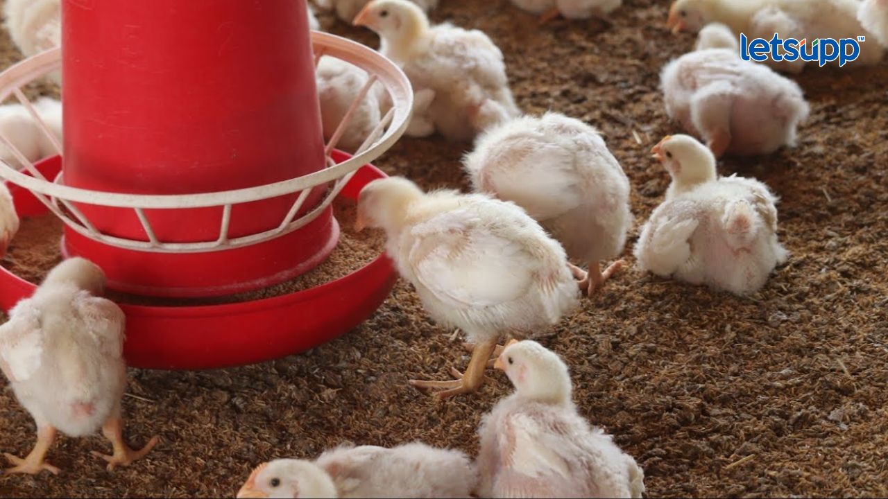 1000 मांसल पक्षी संगोपनातून कुक्कुट पालन व्यवसाय Poultry