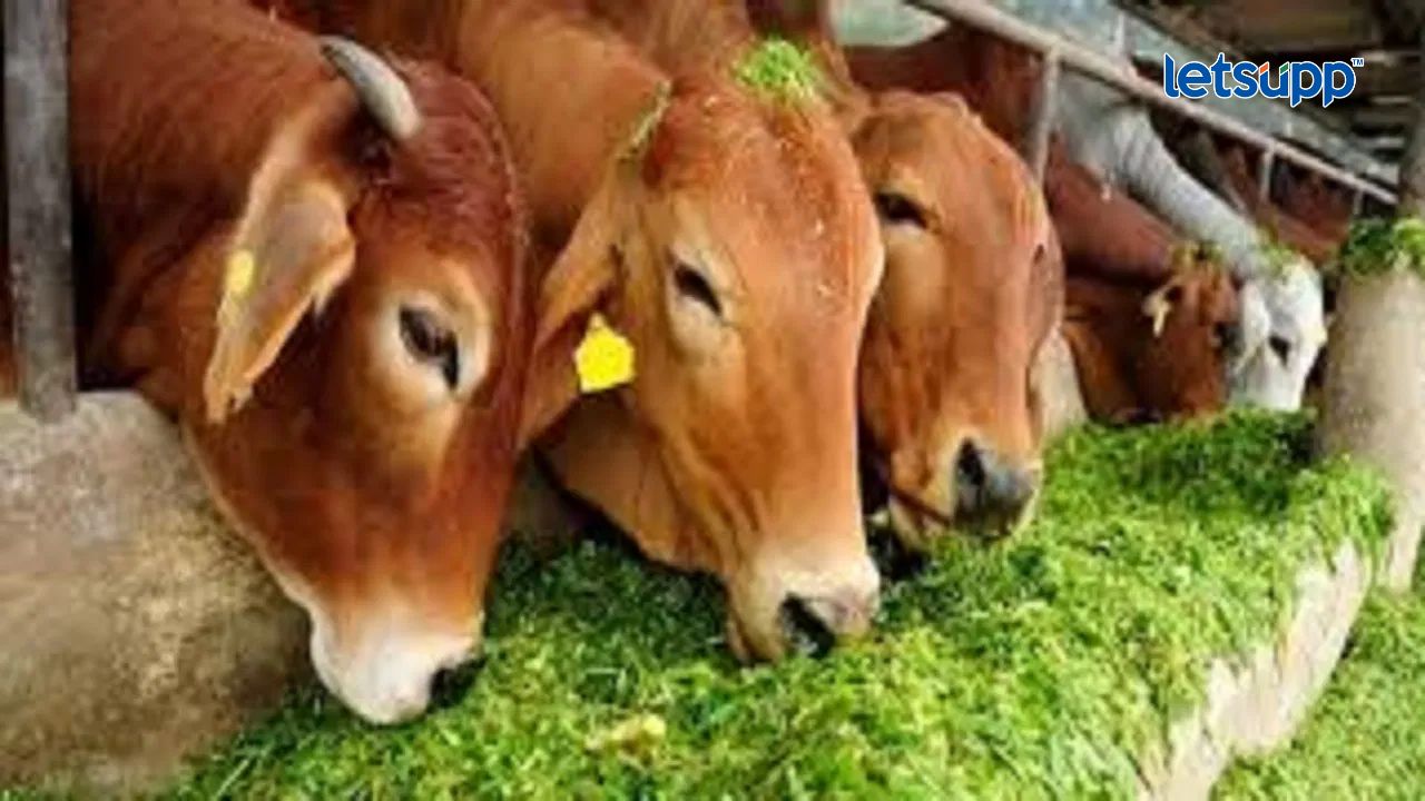 अनुसूचित जातीच्या लाभार्थींना दोन दुधाळ जनावरांचे गट वाटप योजना Animal