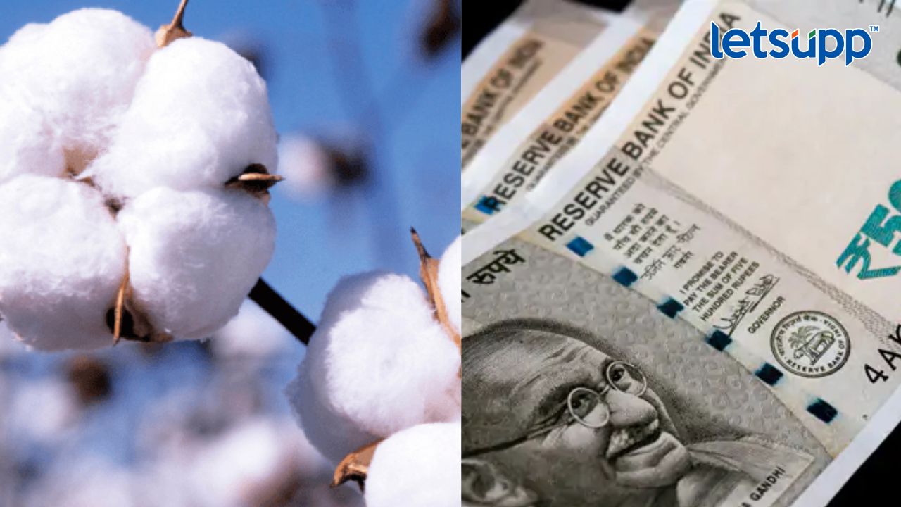 कापूस उत्पादक शेतकरी कोंडीत, दरवाढीची अपेक्षा भंगली Cotton Rate
