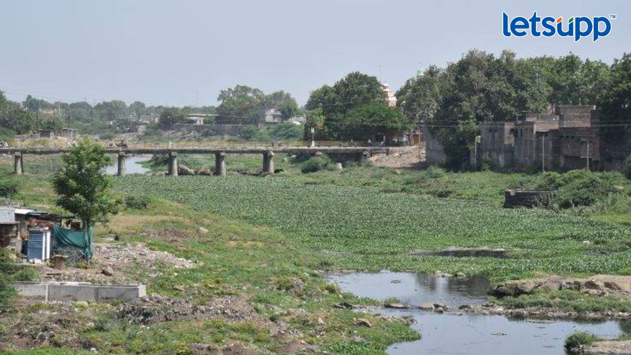 पुन्हा जलकुंभी वाढली, मोर्णेचे सौंदर्यीकरणाकडे लोकप्रतिनिधींची पाठ; डीपीआरला मंजुरी नाहीच Morna