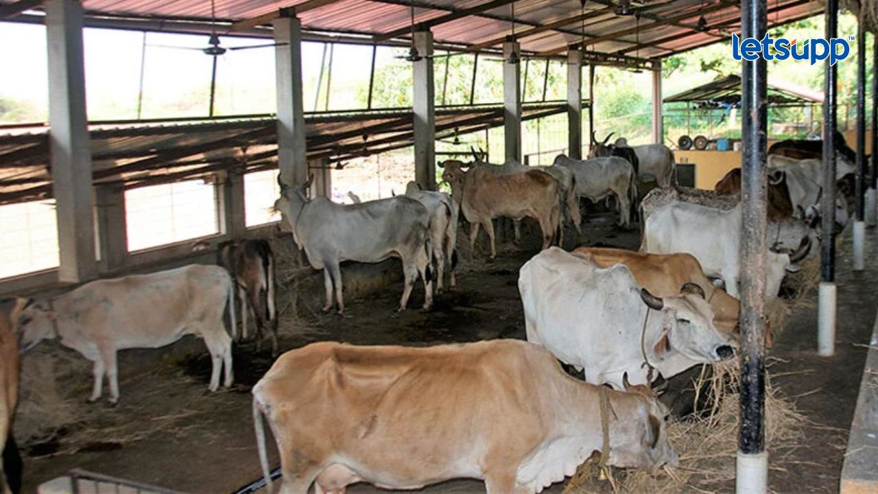 अनुसूचित जातीच्या लाभार्थींना पशुसंवर्धन विषयक प्रशिक्षण देणे Pet Animal