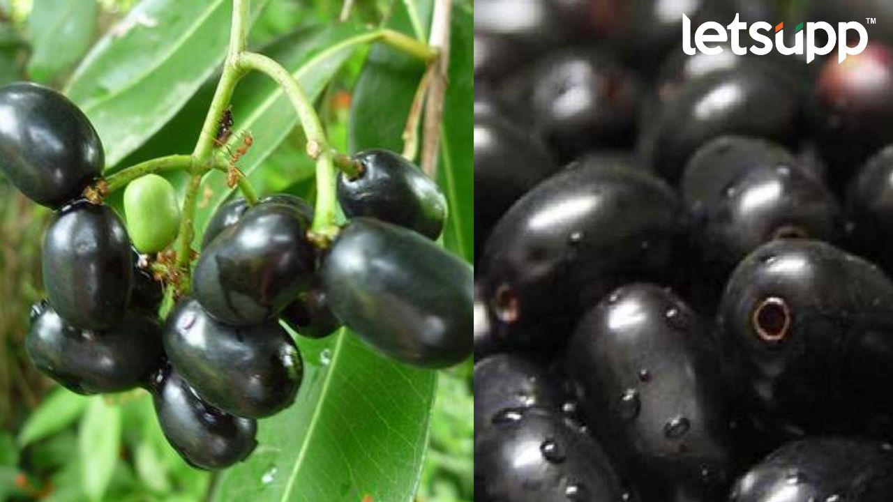 Java Plum : दातांपासून ह्रदयापर्यंत आंबड-गोड जांभूळ ठरते रामबाण! रोसहल