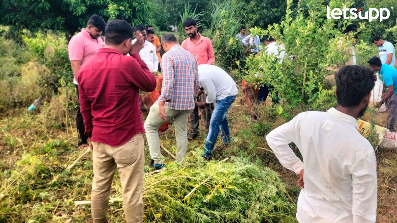 Marijuana : व्वा रे पठ्या ! मोसंबीच्या शेतात लावला गांजा, शेवगाव तालुक्यातील धक्कादायक प्रकार 800 (2)
