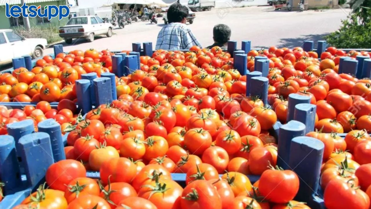 दर कडाडले, चोरट्यांनी टोमॅटोने भरलेला अख्खा ट्रकच लुटला TOMATO