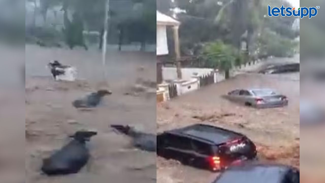 गुजरातमध्ये पावसाचे थैमान, पुरात म्हशी, गाड्या गेल्या वाहून, धक्कादायक VIDEO व्हायरल Untitled Design (27)