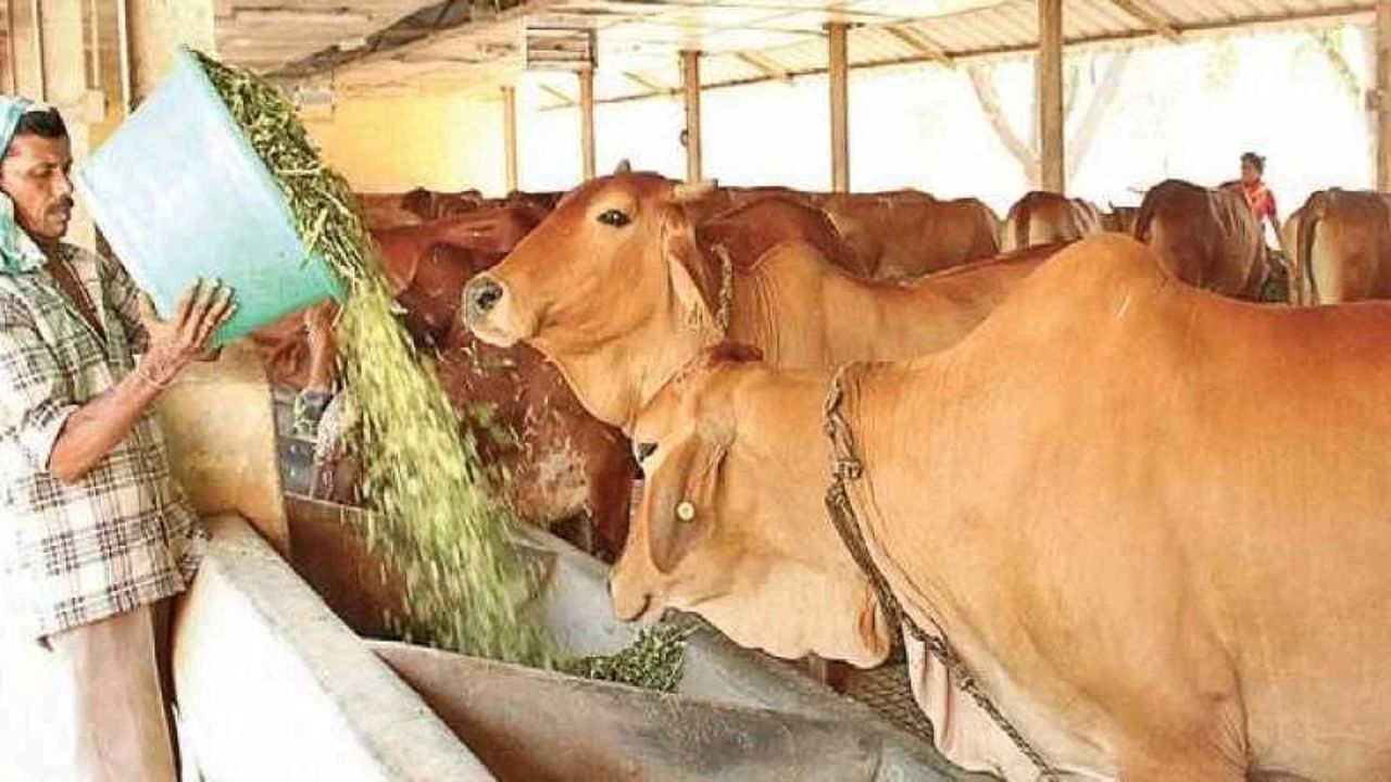 चाऱ्याच्या टंचाईची भीती; नगर जिल्हा प्रशासनाने घेतला ‘हा’ महत्वाचा निर्णय Animal