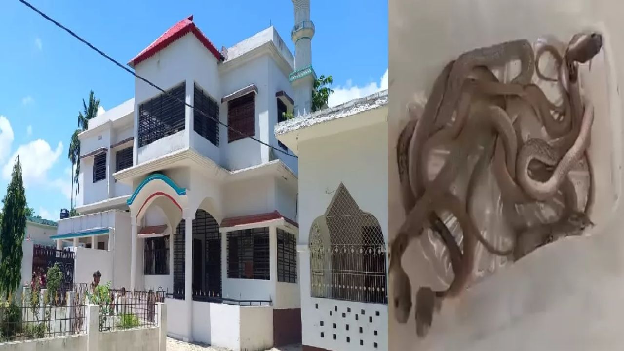 बापरे बाप, आमदाराच्या घरात कोब्रा साप! दोन डझन साप आढळल्याने उडाली खळबळ Cobra Snake
