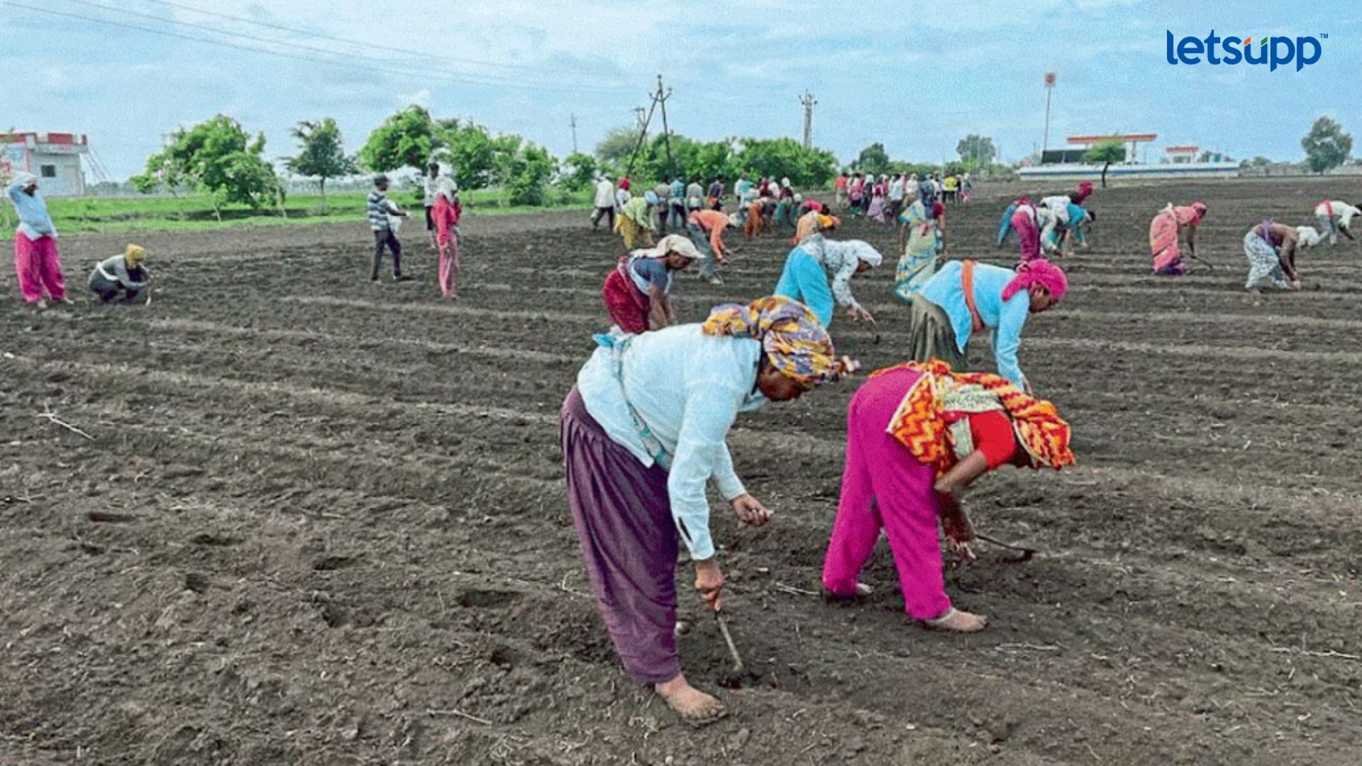 राज्यावर दुष्काळाचे सावट! सरकार लागले तयारीला, वैरण, पिण्याच्या पाण्याची सोय करण्याचे निर्देश Dry In Maharashtra