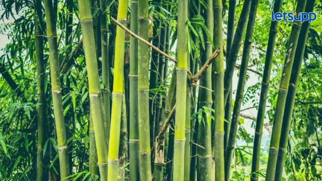 Bambu