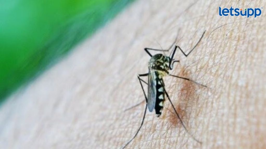 Zika Virus