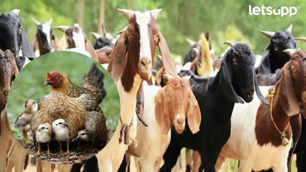 Government Schemes Goat Farming
