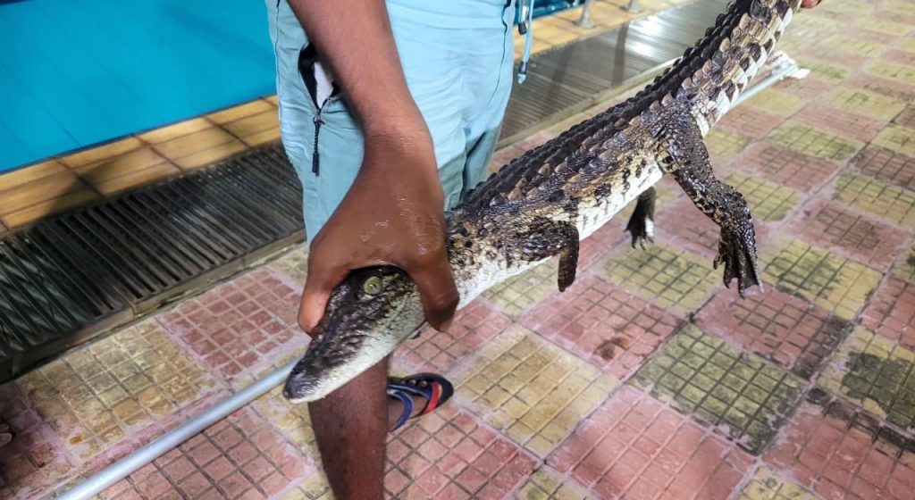 Crocodile