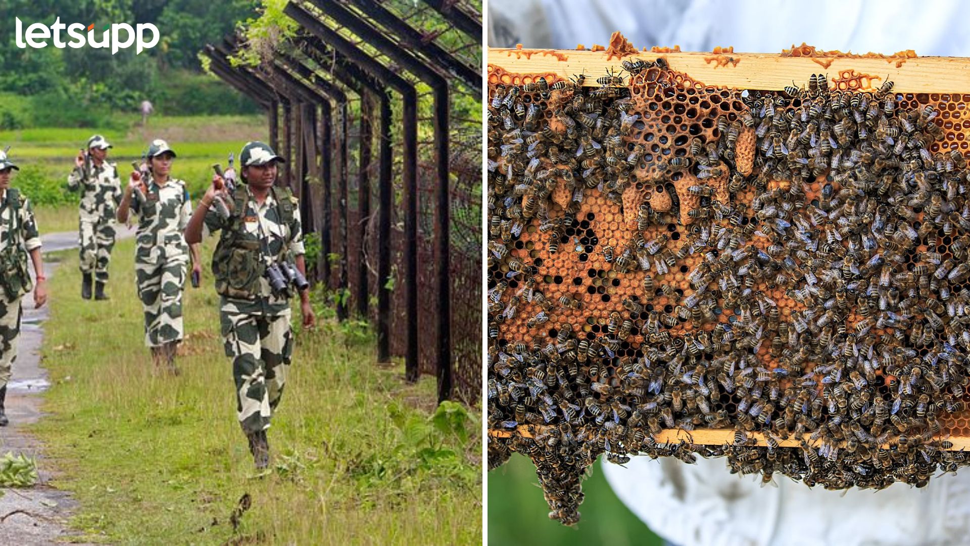 मधमाश्या करणार सीमांचे रक्षण : BSF ची अनोखी शक्कल; स्थानिकांनाही मिळणार रोजगार Border Sercurity Force