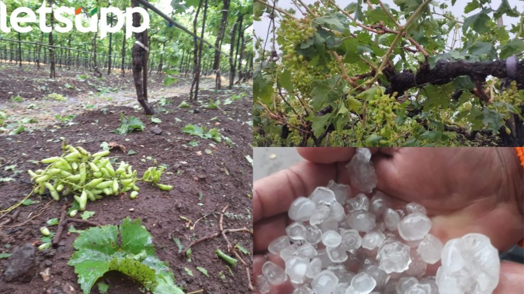 Ahmednagar News : पाऊस आला अन् घरी जायच्या आत आमचा...; विखे पाटलांसमोर शेतकऱ्याची व्यथा