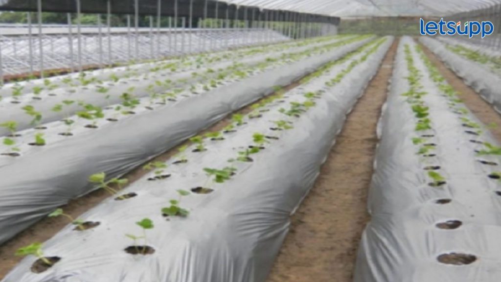 Mulching Paper Government Schemes