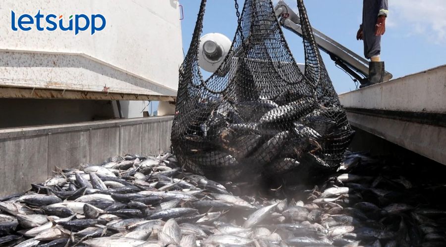 उजनीत बेकायदेशीर मासेमारी; मांगूर मत्स्यपालनावर होणार कठोर कारवाई