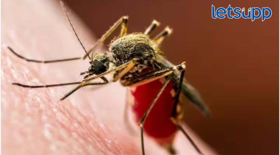 Zika virus : नाशिकमध्ये झिका व्हायरसचा धुडगूस, प्रशासन सतर्क Zika Virus