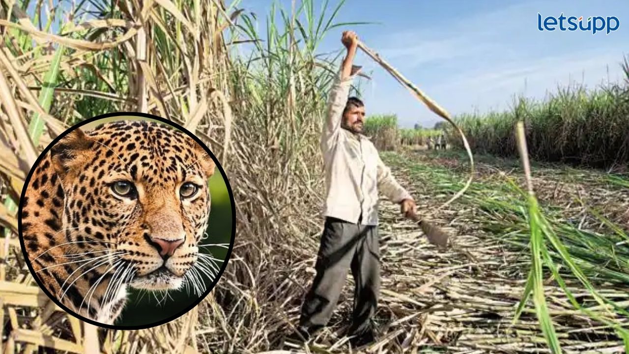 सावधान! बिबट्या येतोय, वनविभाग झाला सतर्क; नागरिकांना महत्वाचं आवाहन AHMEDNAGAR BIBTYA