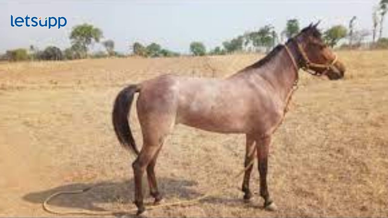 दुर्मिळ भीमथडी अश्वांना अधिकृत प्रजाती म्हणून मान्यता मिळण्याचा मार्ग मोकळा… Bhimathdi Horse