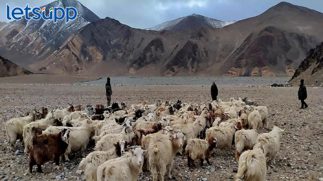 चिनी सैनिकांकडून लडाखमध्ये भारतीय मेंढपाळांना धक्काबुक्की, व्हिडिओ व्हायरल India China LAC