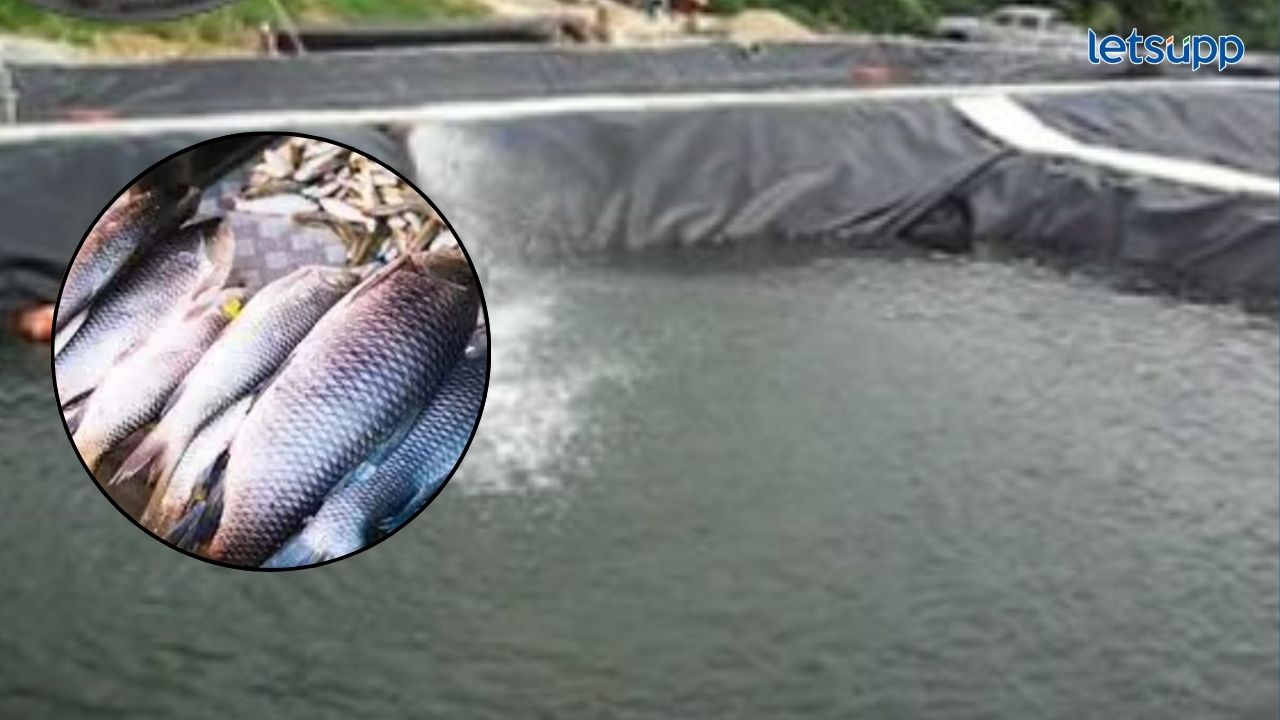 पोखरा अंतर्गत गोड्या पाण्यातील मत्स्य पालन योजना आहे तरी काय? Fisheries