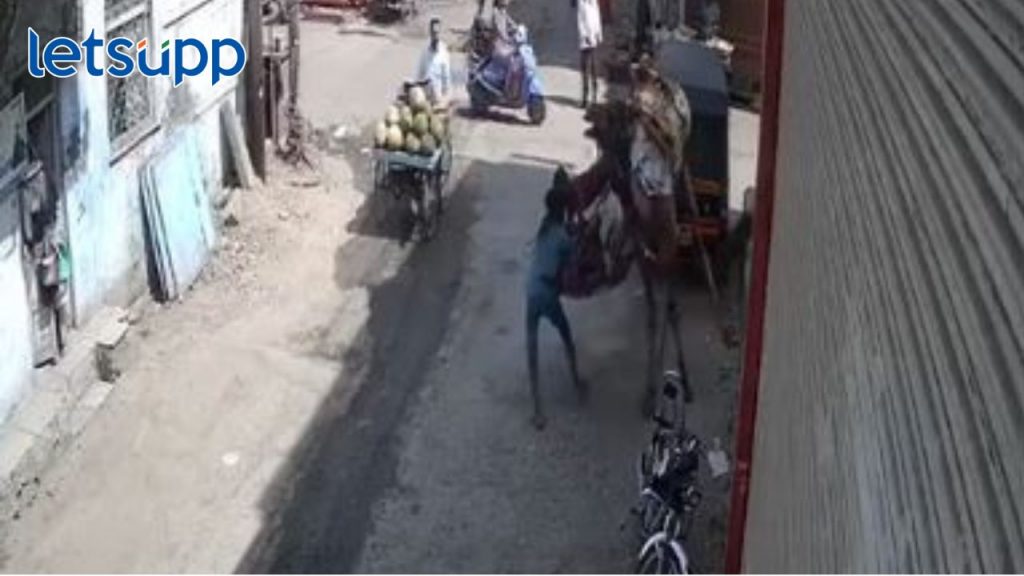 उंटावर चक्कर मारताना डाव उलटला; नेमकं काय घडलं? थरकाप उडविणारा व्हिडिओ व्हायरल