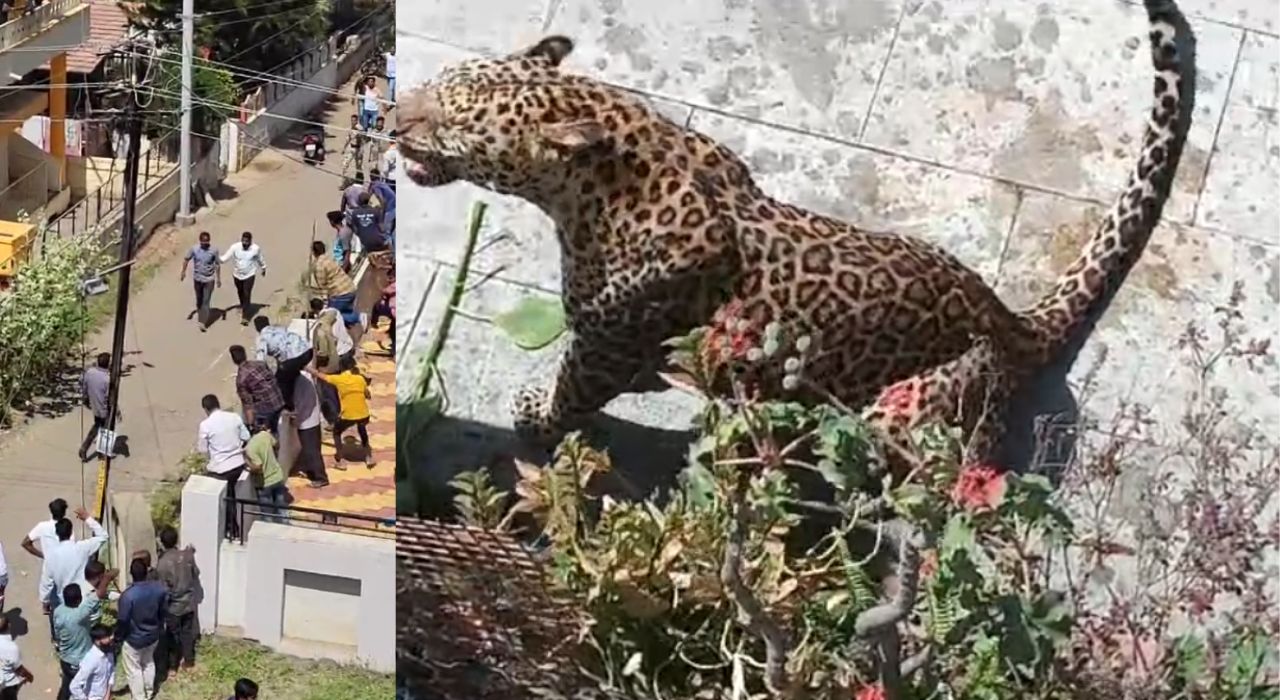 मोठी बातमी! अहमदनगर शहरात घुसला बिबट्या; हल्ल्यात एक नागरिक जखमी मोठी बातमी! अहमदनगर शहरात घुसला बिबट्या; हल्ल्यात एक नागरिक जखमी