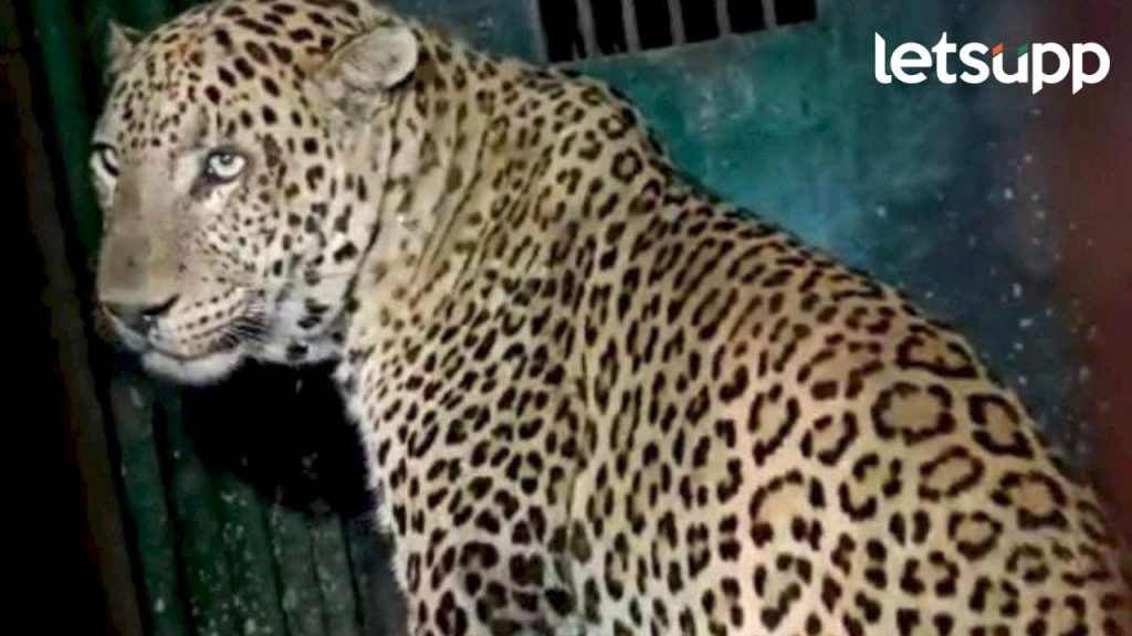 Leopard News