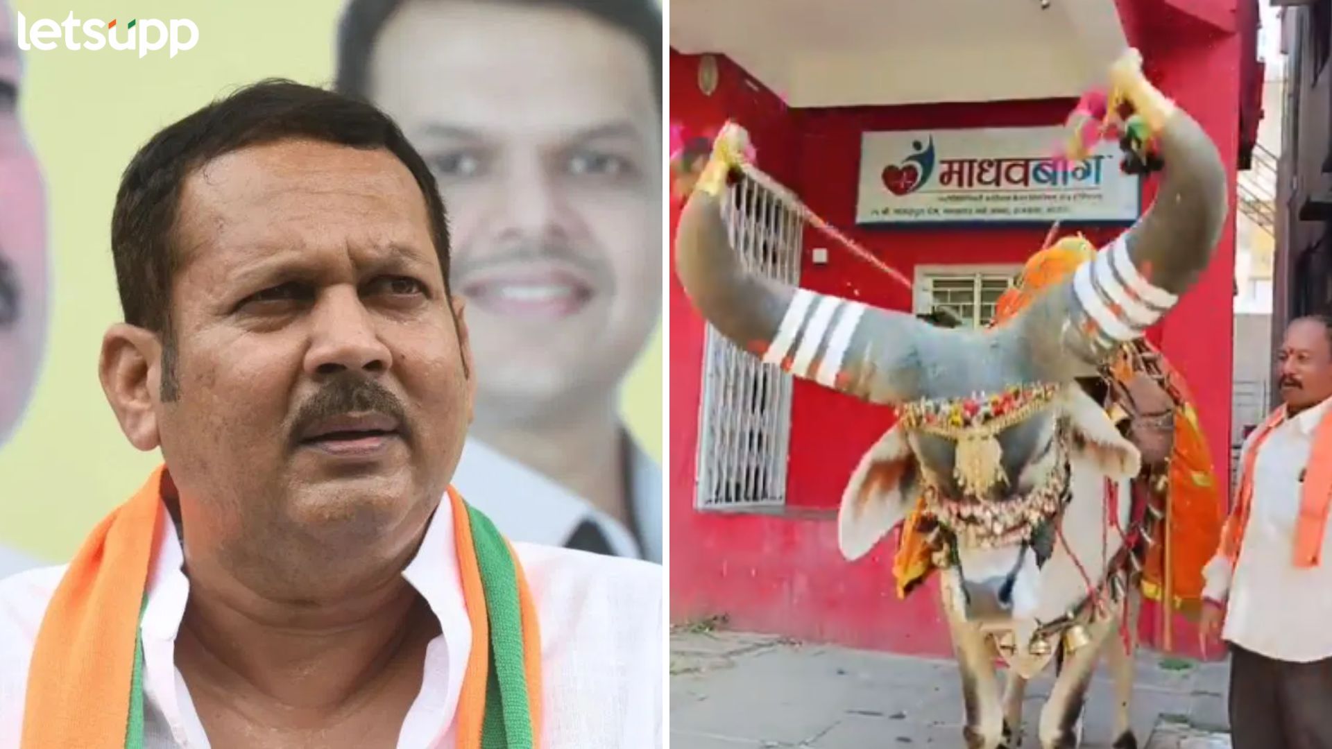Video : “साताऱ्यातून आमच्या महाराजांना तिकीट मिळेल का?” प्रश्न विचारताच नंदी बैलाने डोलावली मान Udaynraje Bhosale